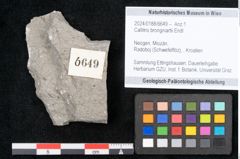 Foto (Objekt + Etikett) von Callitris brongniartii Endl. (NHMW-GEO-2024-0188-6649)